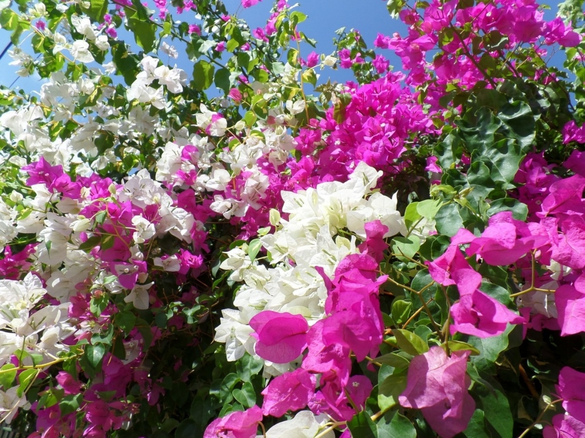 Bougainvillea is an evergreen climber
