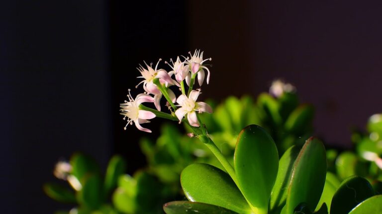 La planta del dinero tiene una f&aacute;cil reproducci&oacute;n