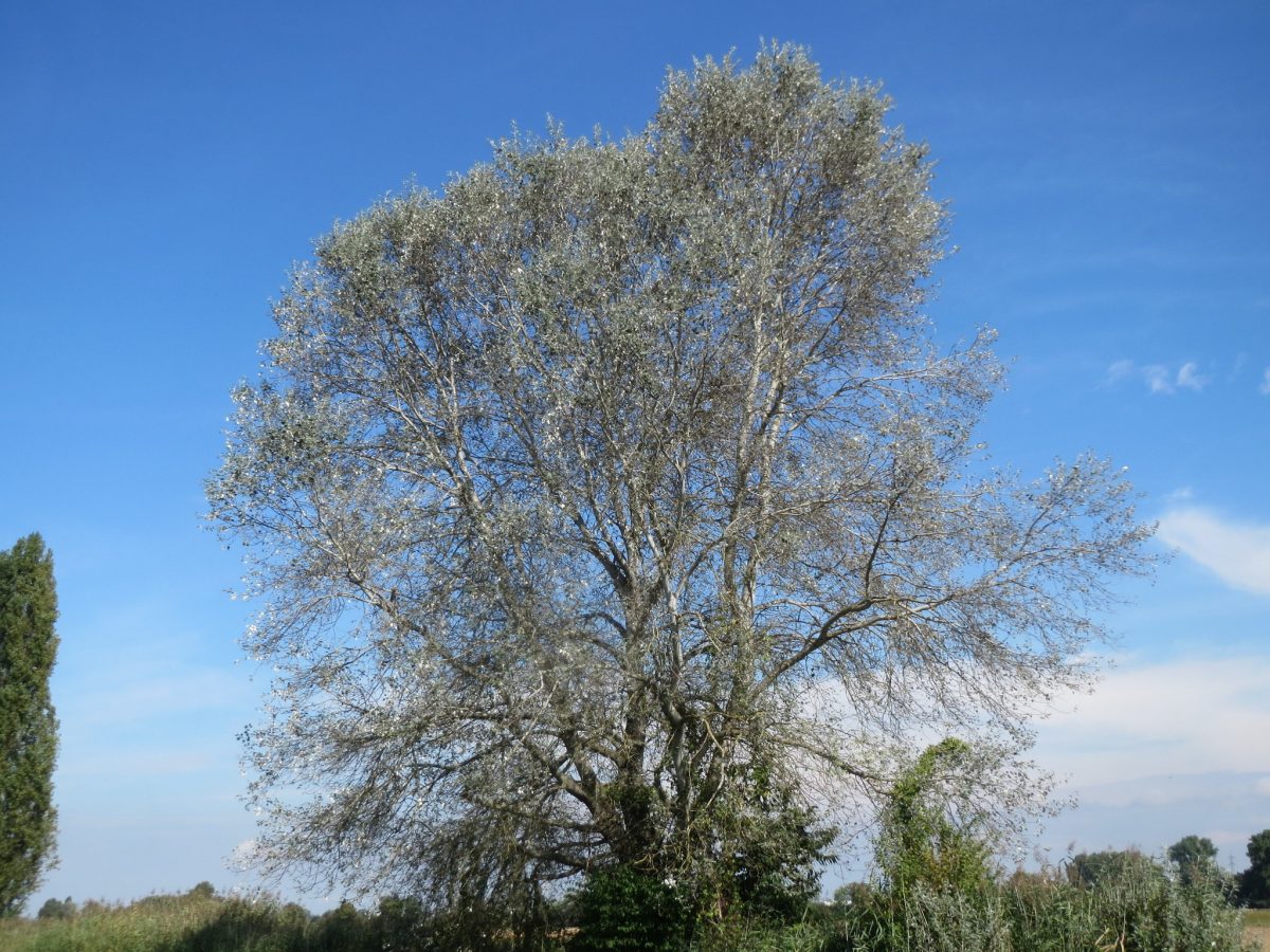 White poplar is common in Europe