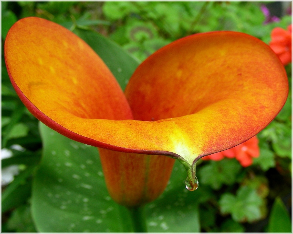 Colorful calla lilies bloom in summer