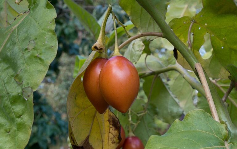 Tomate de &aacute;rbol