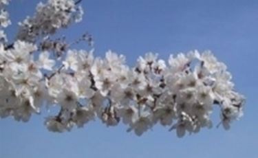 Cherry blossoms - Tips for my orchard