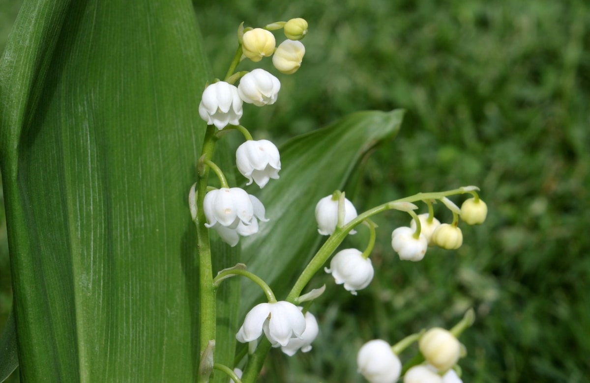 Lily of the valley is a shade plant.