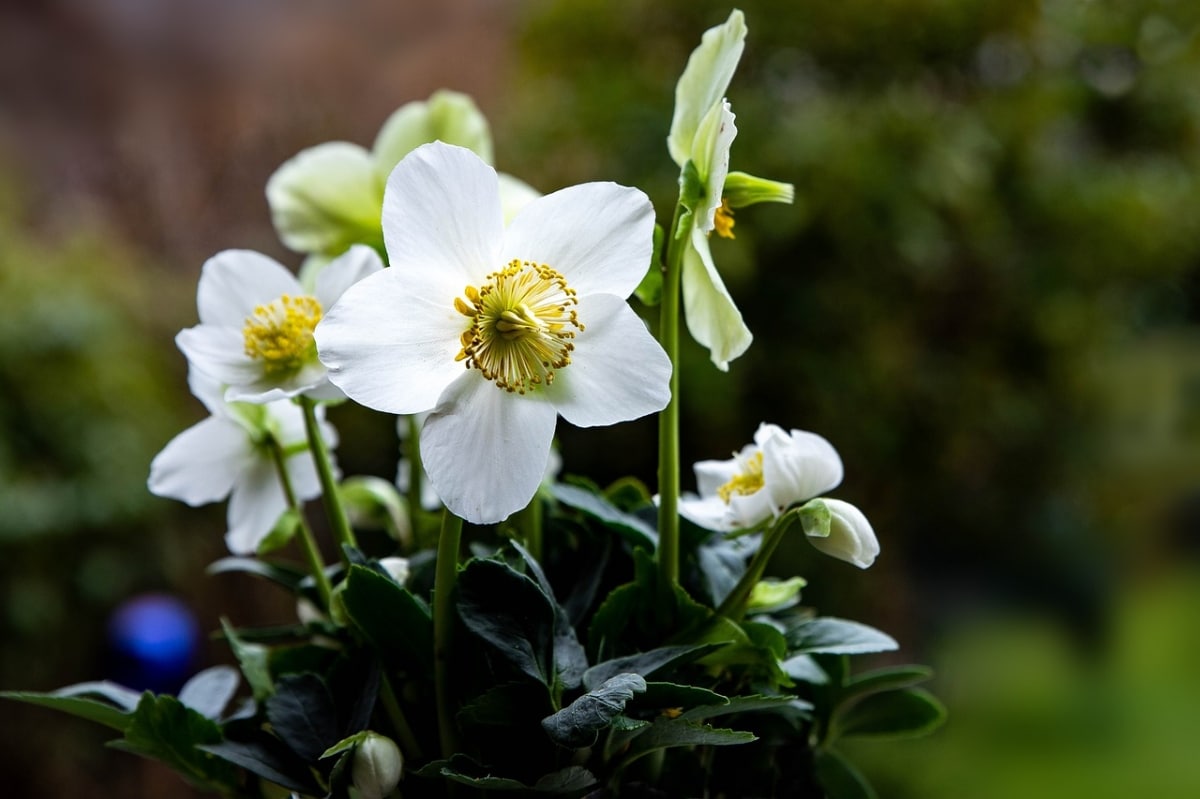 The Christmas rose is a shadow flower