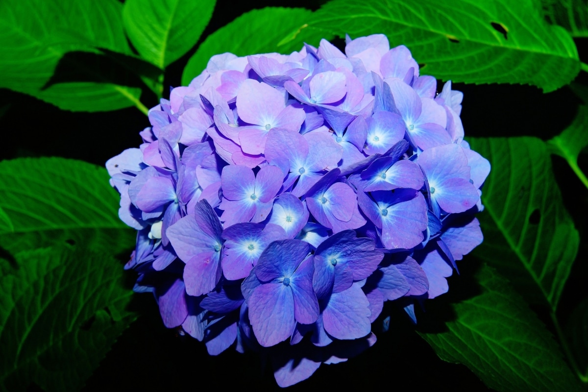 The hydrangea is a plant that blooms in the spring.