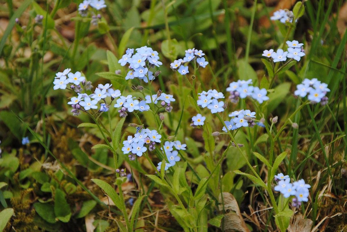 Myosotis is a plant with blue flowers