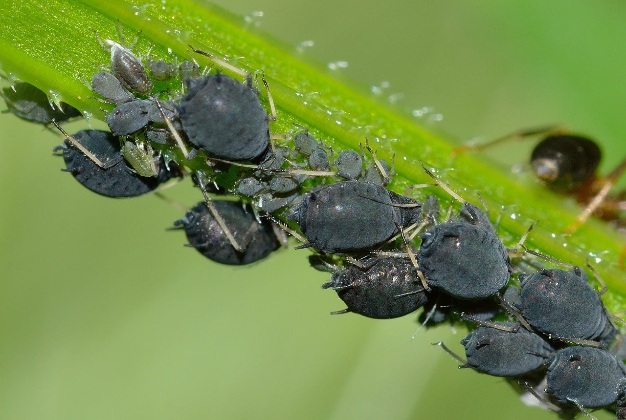 Aphids are one of the most common and destructive pests