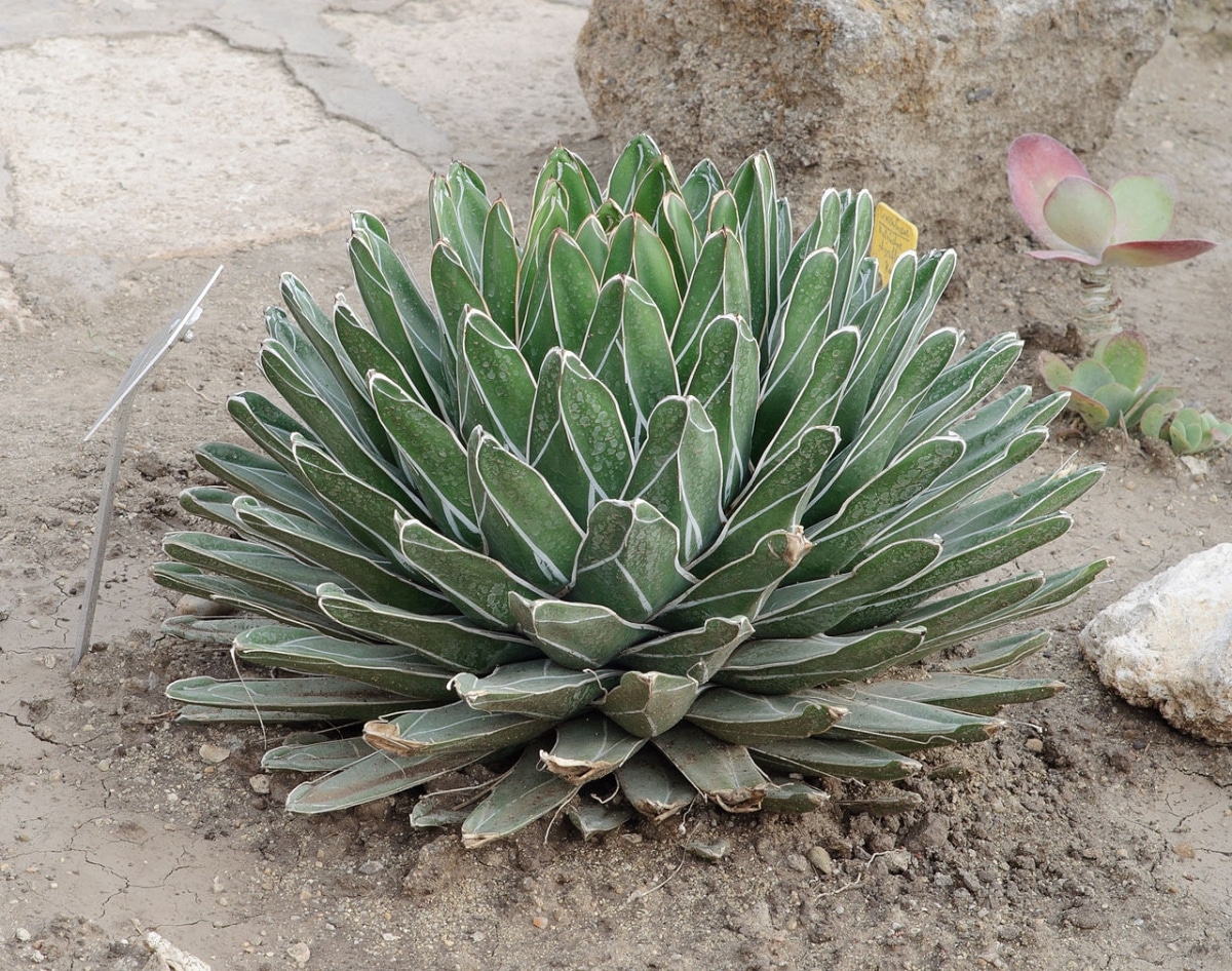 Agave victoriae reginae is a hardy plant