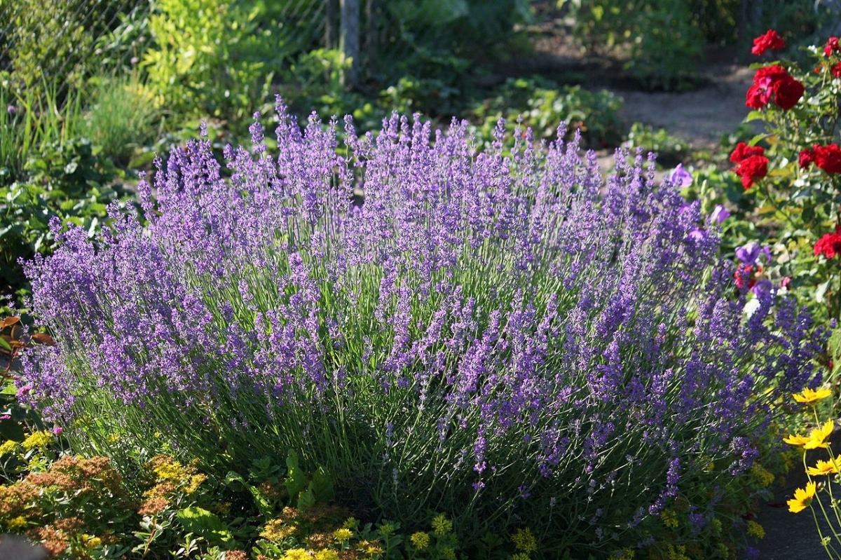 Lavender is a perennial herbaceous plant
