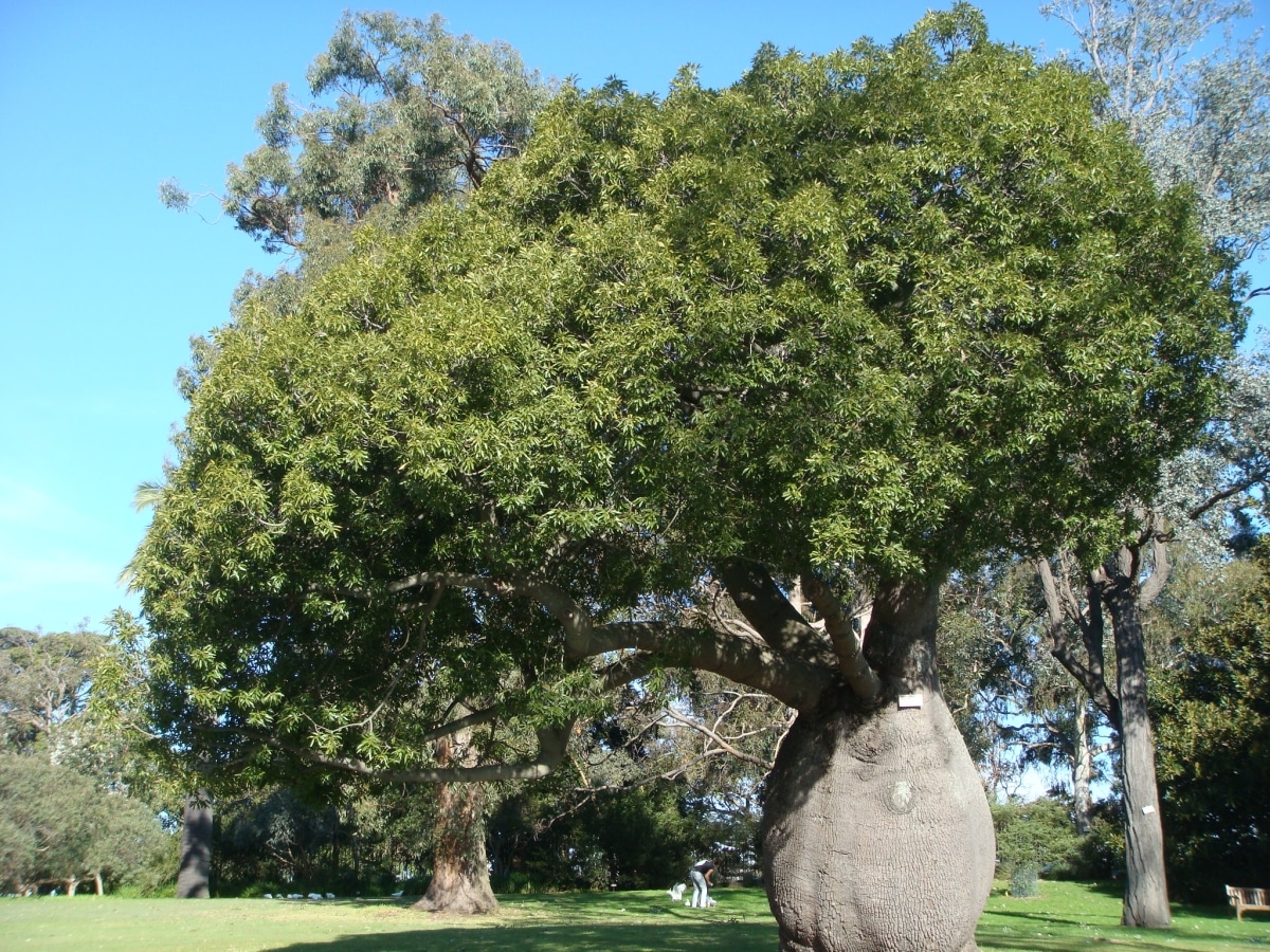 Brachychiton rupestris is a tree