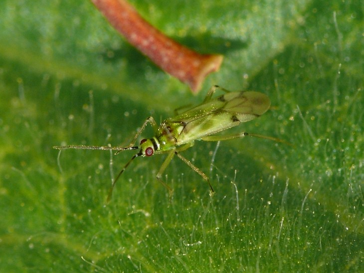 Nesidiocoris tenuis Natural whitefly predator