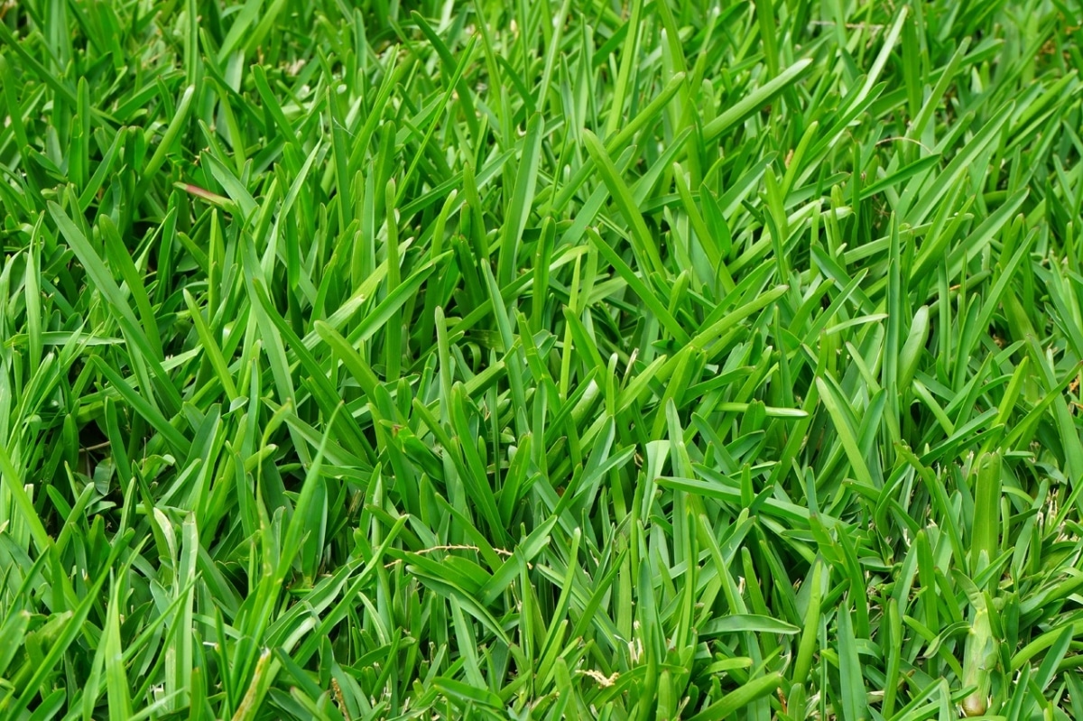 You can prevent the lawn from getting sick