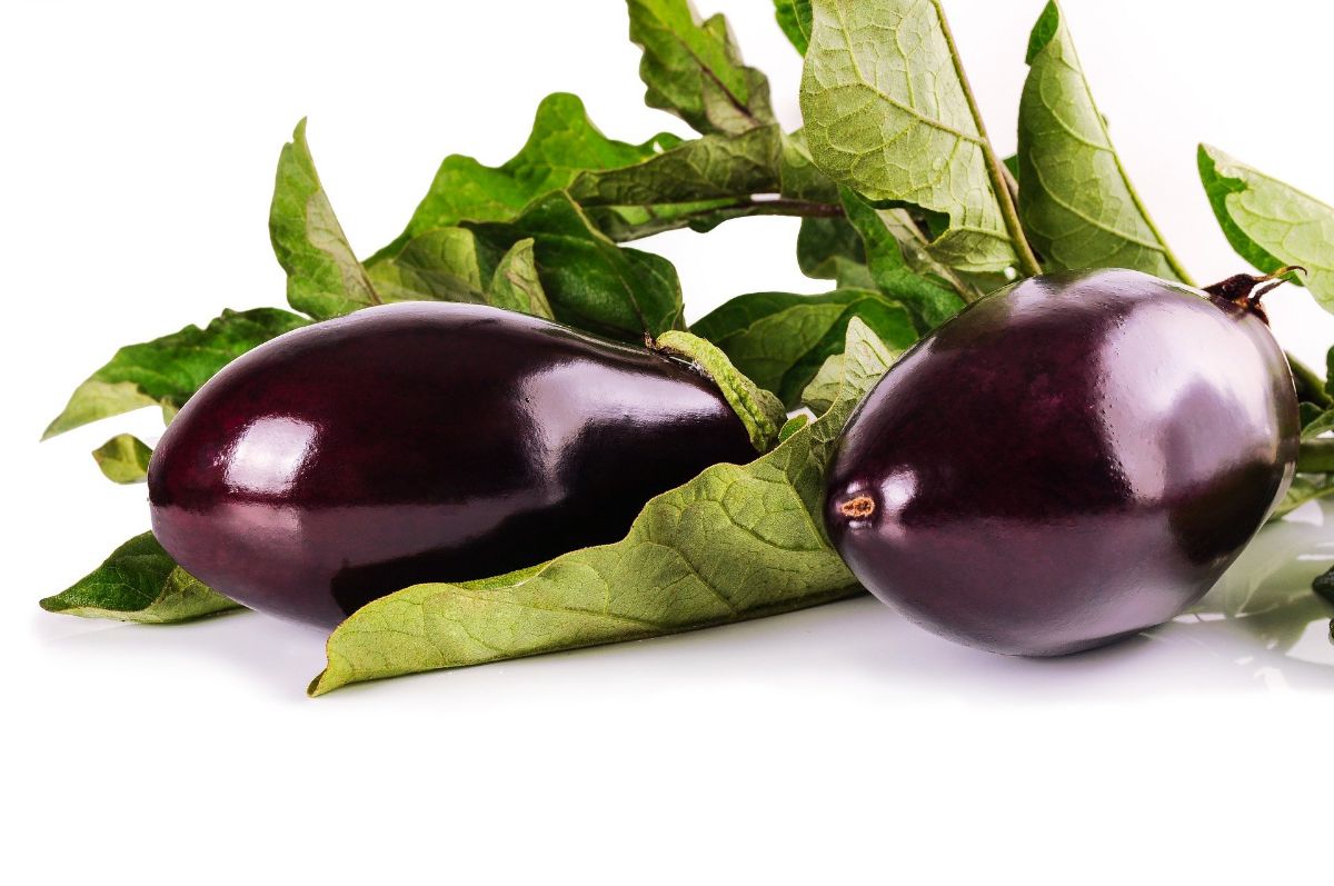 Types of Eggplant You Should Know