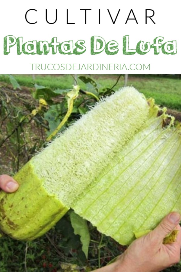 A sponge in the garden: how to grow loofah