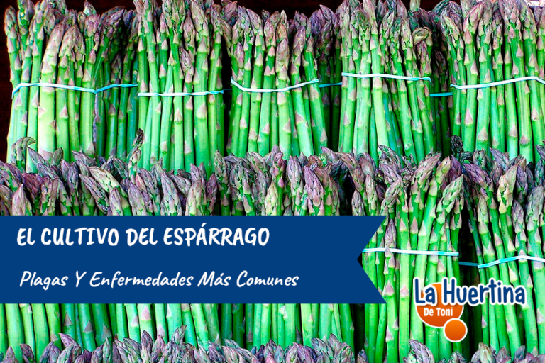 Asparagus Diseases