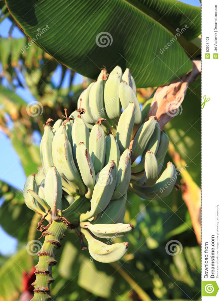 Banana: wild herb to eat