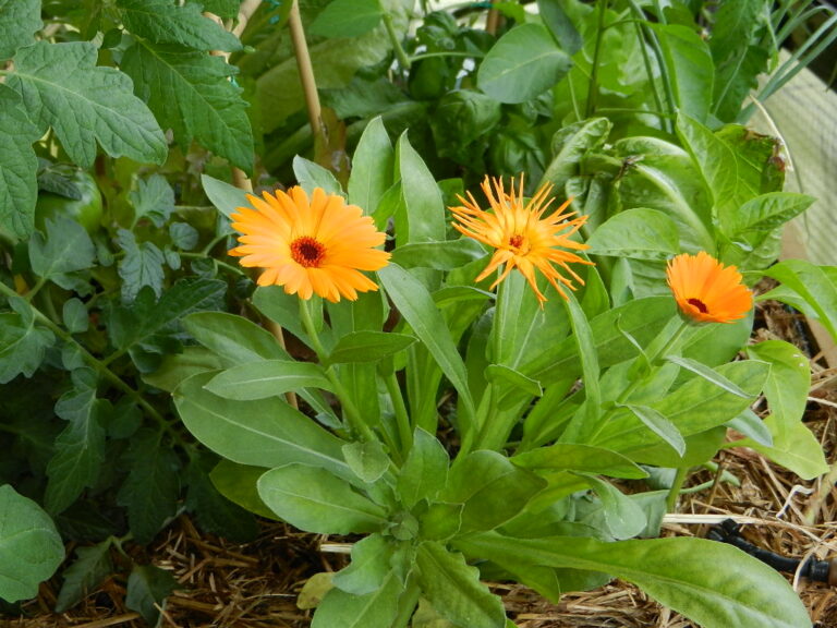 Calendula: Cultivation And Properties