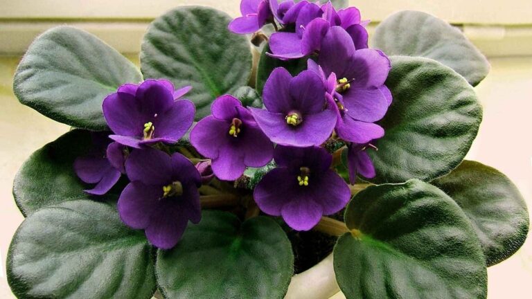 Cuidados de las plantas de interior con flor en el hogar