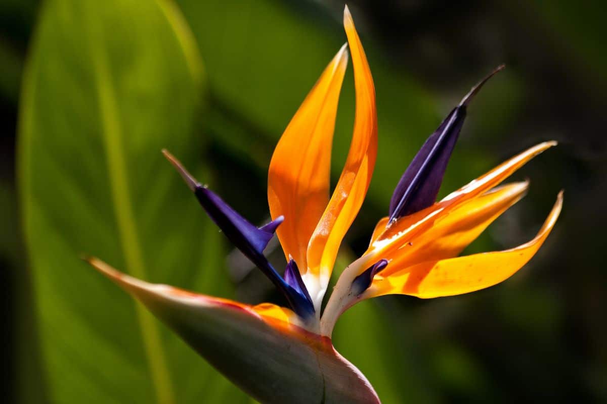 bird of paradise potted plant