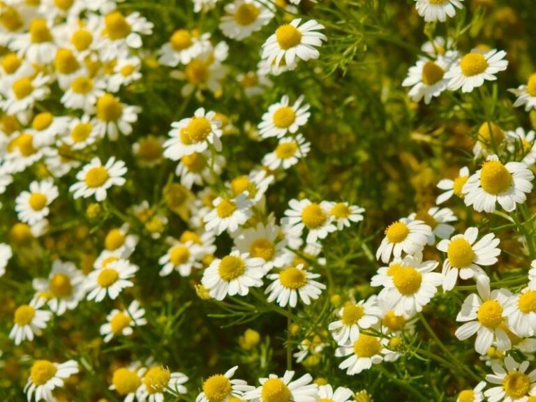 Chamomile: characteristics and culture