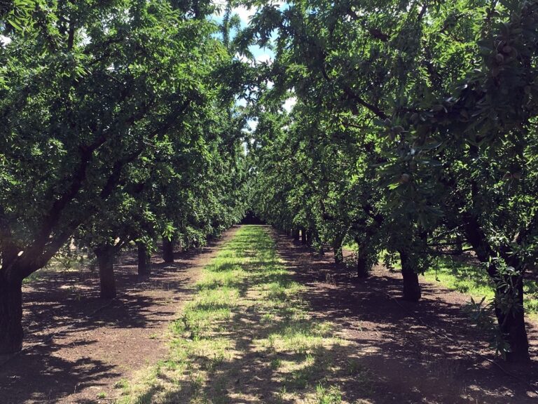 almendro guara cultivo