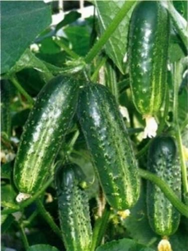 Cucumber cultivation - Tips for my garden