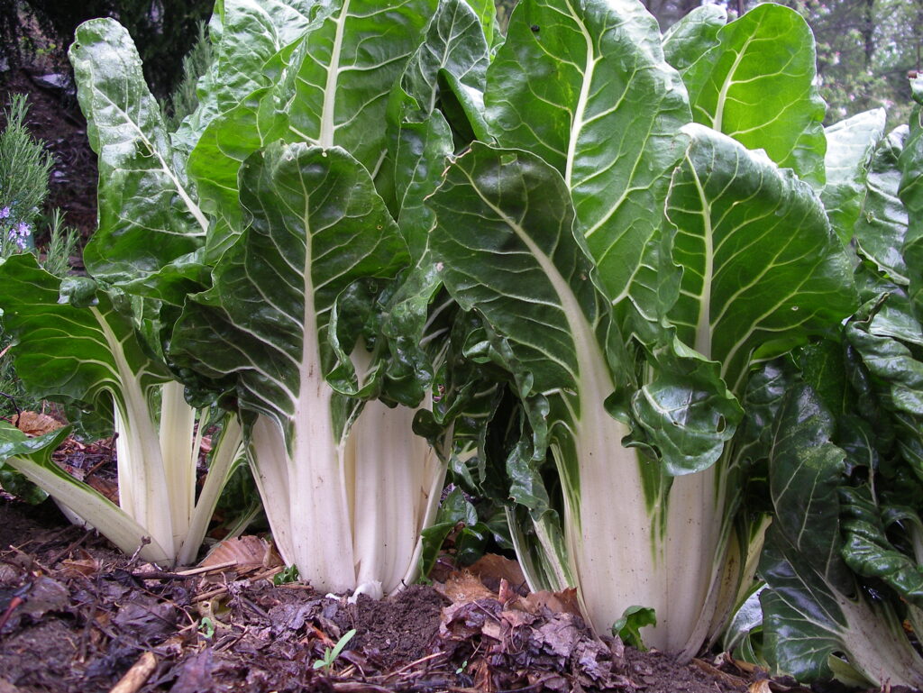 Cultivation of Swiss chard