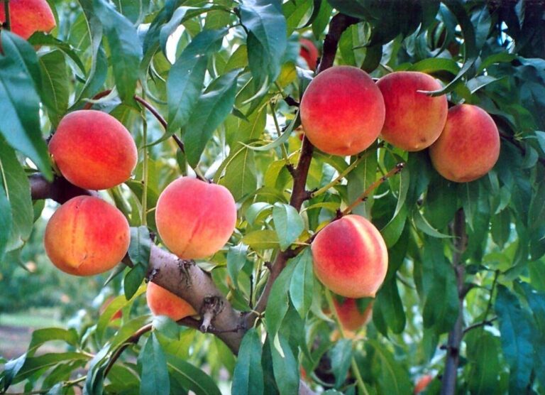 Cultivation of nectarines: requirements and maintenance