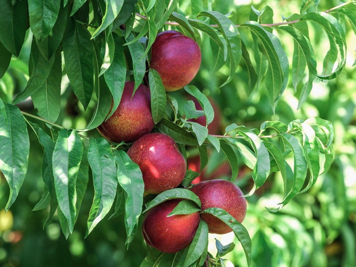 nectarine cultivation requirements