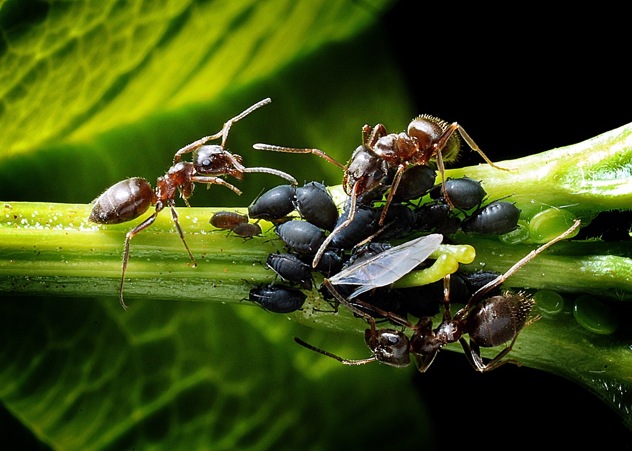 Aphids attract ants