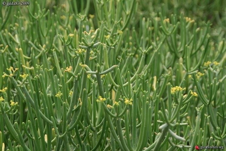 Euphorbia tirucalli - Tips for my garden