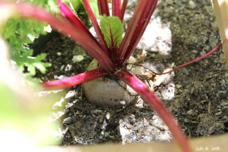 Growing beets in the garden