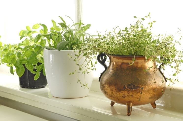 Herbs - Tips for my garden