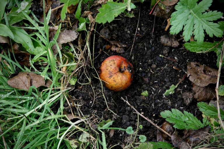 How and when to fertilize the garden