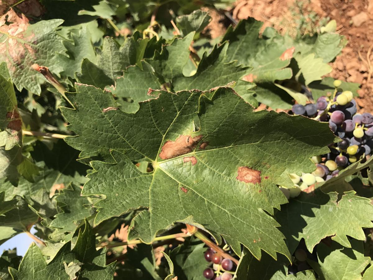The yellow spider mite is a major pest of the vine