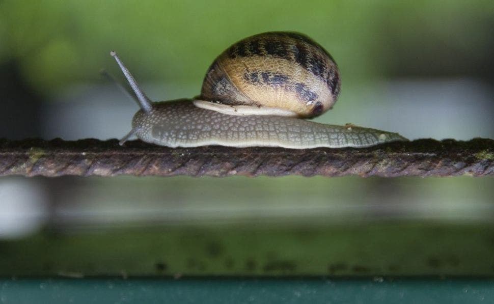 How much do you earn raising snails