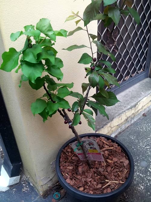 where to grow potted plum trees