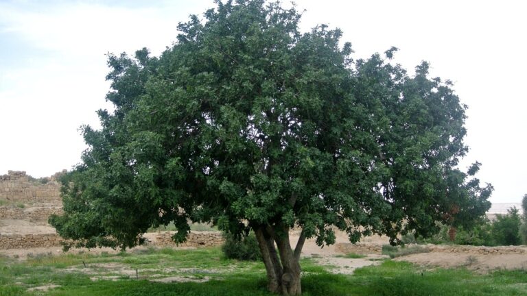 como plantar un algarrobo