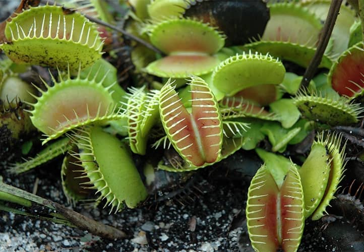 Venus cultivar flytrap