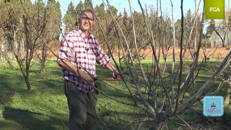 How to prune a fig tree