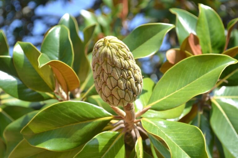El fruto del magnolio se siembra en invierno