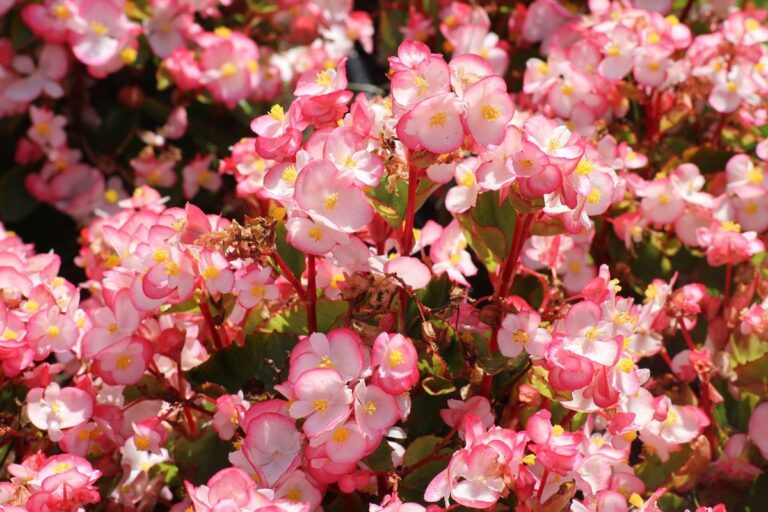 begonias de interior