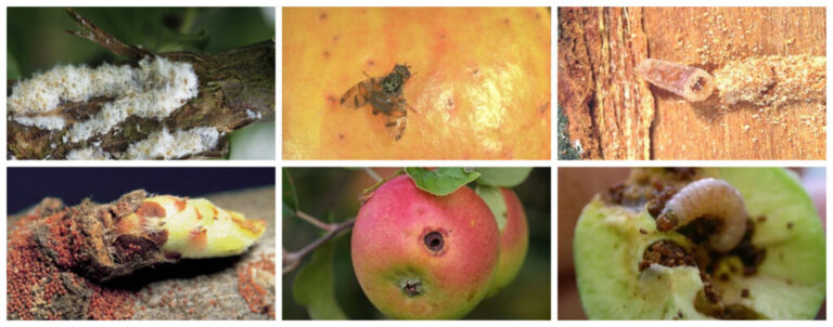 Insects that attack apple and pear trees