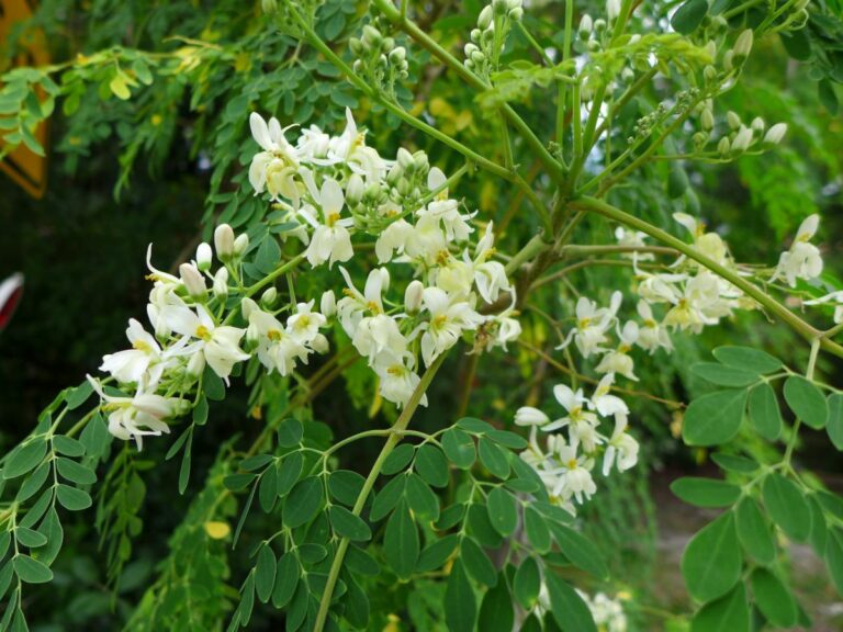La moringa en Espa&ntilde;a es una planta exigente