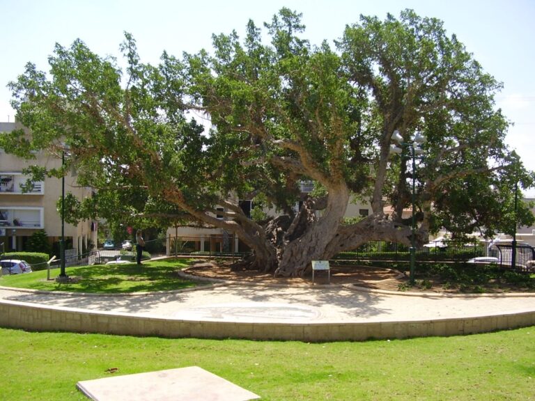 El sicomoro es un &aacute;rbol grande