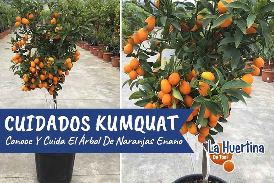 kumquat care