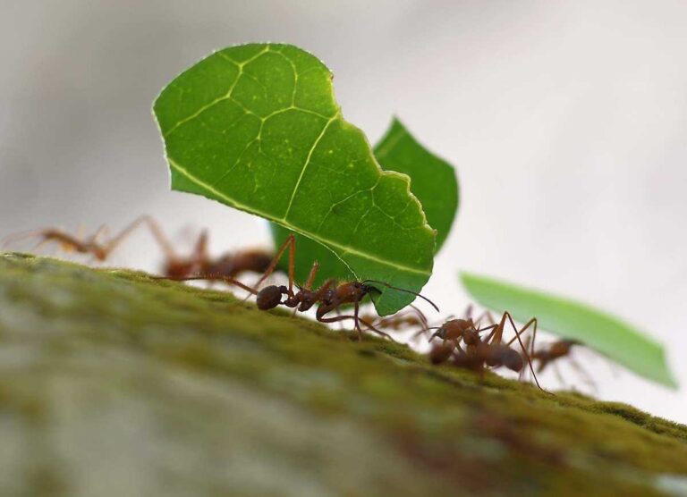 Mint has been macerated to drive away ants