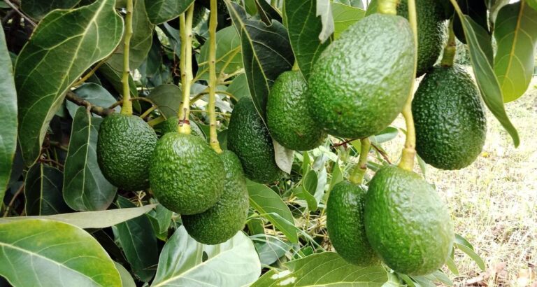 Datos sobre aguacate