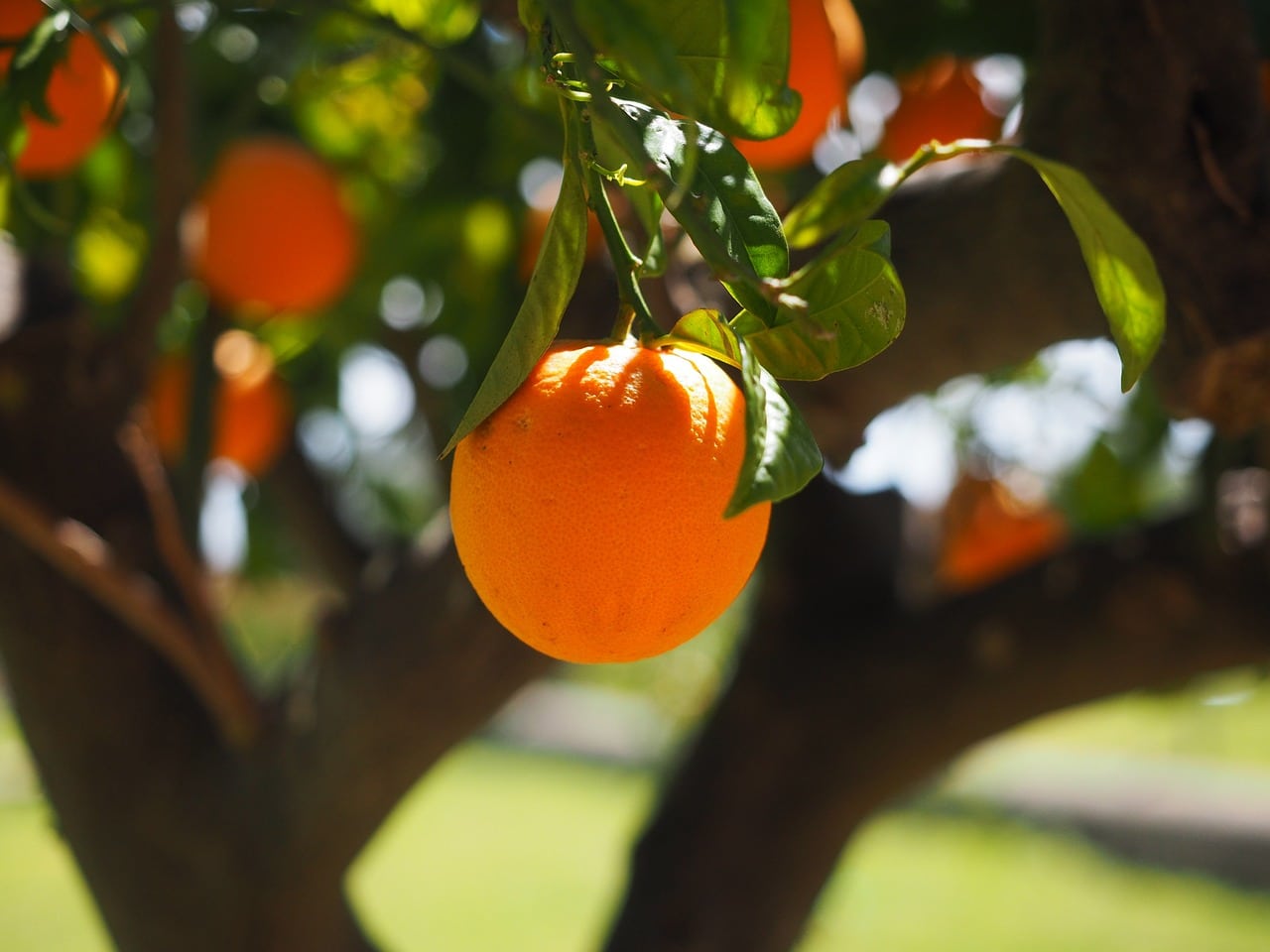 There are several pests that can affect the orange tree