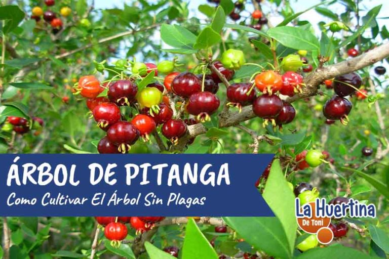 pitanga